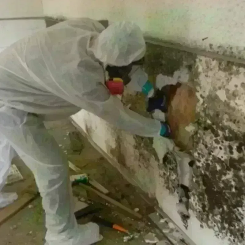 Mold Remediation and Removal in Mathis, TX